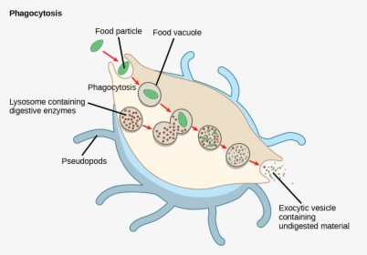 In This Illustration, A Eukaryotic Cell Is Shown Consuming, HD Png Download, Free Download