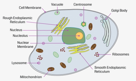 Nucleus Transparent Organelle - Vacuole In A Cell Diagram, HD Png Download, Free Download