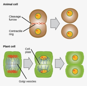Cytokinesis In Animal Cells, HD Png Download, Free Download