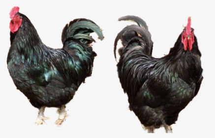 Black Chicken/ Ayam Hitam - Black Chicken Png, Transparent Png, Free Download