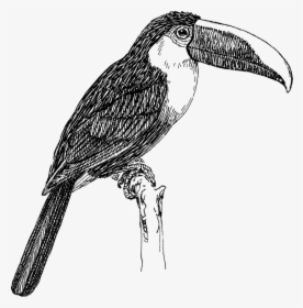Tucano, Pássaro, Animal, Biologia, Zoologia - Toucan Black And White, HD Png Download, Free Download
