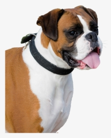 Boxer Dog Transparent Background, HD Png Download, Free Download