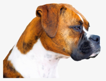 Isolated, Boxer, Dog, Animal - Boxer Png, Transparent Png, Free Download