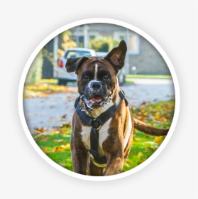 Boxer Hund Png Pluspng - Boxer, Transparent Png, Free Download