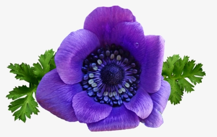 Flower, Purple, Anemone, Spring, Garden, Nature - Spring Flowers Purple Png, Transparent Png, Free Download