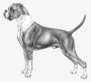 Disegni Boxer Cane, HD Png Download, Free Download