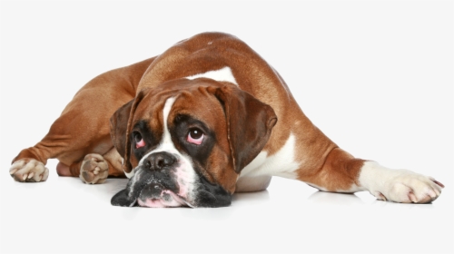 Boxer Dog Get Well, HD Png Download, Free Download