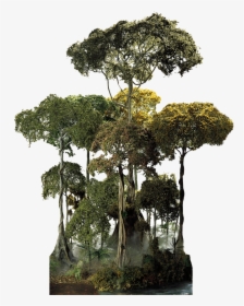 Plant,natural Stem,forest,flower - Amazon Rainforest Tree Png, Transparent Png, Free Download