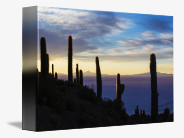 Clip Art Cacti At By Cory - Cactus, HD Png Download - kindpng