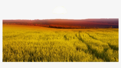 #ftestickers #landscape #field #wheat #sunrise - Grass Landscape Sunset, HD Png Download, Free Download