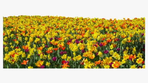 Flower, Plant, Spring, Tulips, Daffodils, Osterglocken - Flower Field Png, Transparent Png, Free Download