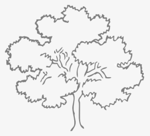 Tree Png With Outline - Oak Tree Outline, Transparent Png, Free Download