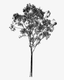 Collection Of Free Branches Drawing Gum Tree - Eucalyptus Tree Png, Transparent Png, Free Download