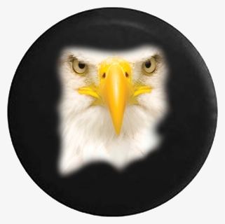 Transparent Patriotic Bald Eagle Clipart - Bald Eagle, HD Png Download, Free Download