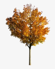 Fall Tree Png Photos - Transparent Fall Tree Png, Png Download, Free Download