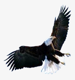 Transparent Raptor Bird Clipart - Attucks Middle School, HD Png Download, Free Download