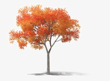 Realistic Tree Png High-quality Image - High Resolution Trees Png, Transparent Png, Free Download