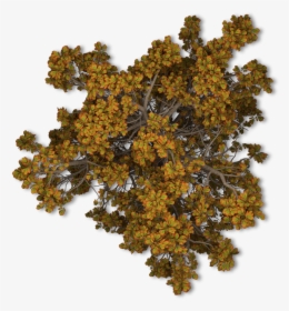 Top View Tree Png, Transparent Png, Free Download