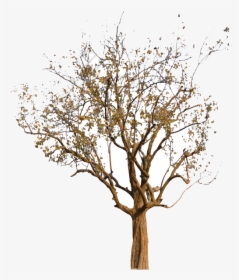 Fall Tree Autumn Clipart Image And For Free Transparent - Fall Autumn Tree Png, Png Download, Free Download