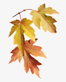 Leaves, Autumn, Fall, Nature, Season, Tree - Transparent Fall Season Leaves, HD Png Download, Free Download