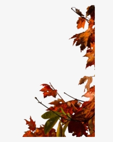 Fall Tree Png, Transparent Png, Free Download