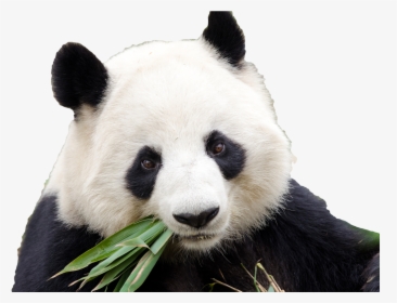 Giant Panda Png - Giant Panda Eating Png, Transparent Png, Free Download