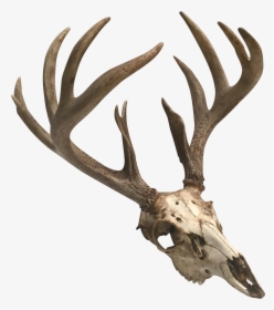 Png Freeuse Natural Point Deer And Skull Chairish - Skull Antlers Png Transparent, Png Download, Free Download