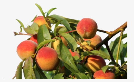Peaches, Isolated, Fruit, Eat, Bio, Nature, Peach Tree - Produção De Pessegos, HD Png Download, Free Download