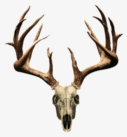 Non Typical Deer Skull, HD Png Download, Free Download