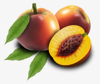 Fruits, Fruit, Peaches, Orchard, Peach Tree, Plants - Broskyna Png, Transparent Png, Free Download