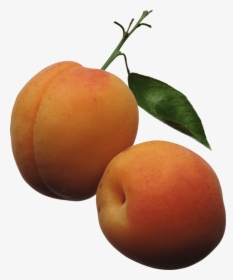 Peaches - Apricots Clipart, HD Png Download, Free Download