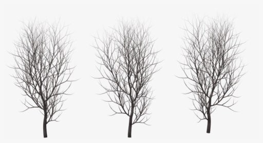 Drawing Trees Branch Plant - Winter Branch Tree Png, Transparent Png, Free Download