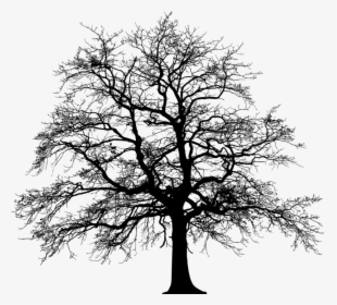 Tree, Silhouette, Winter, Plant, Nature, Environment - Tree Ground Silhouette Png, Transparent Png, Free Download