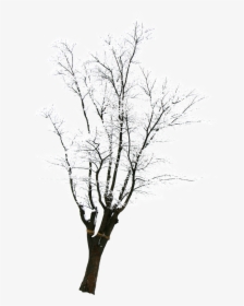 Snow Tree Winter - Silhouette, HD Png Download, Free Download