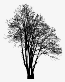 Tree, Silhouette, Winter, Plant, Nature, Environment - Silhouette Winter Tree Png, Transparent Png, Free Download