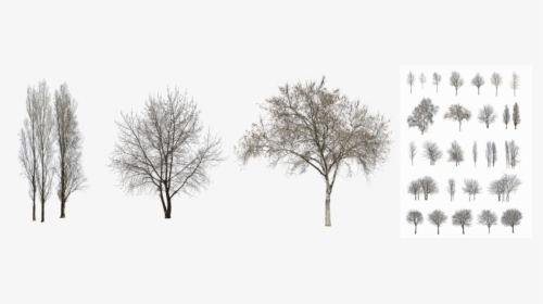 Transparent Aerial Tree Png - Oak, Png Download, Free Download