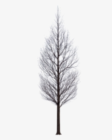 Dark Tree Png - Trees For Photoshop Black, Transparent Png, Free Download