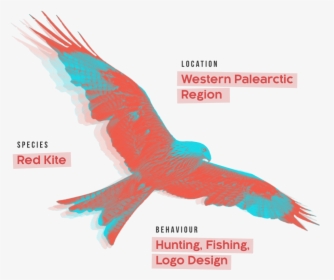 Red Kite Logo Monogram - Eagle, HD Png Download, Free Download