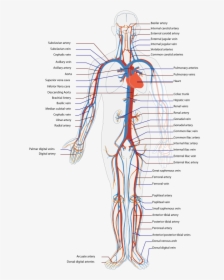 Circulatory System Diagram, HD Png Download, Free Download