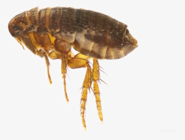 Flea Png Image - Common House Bugs In California, Transparent Png, Free Download