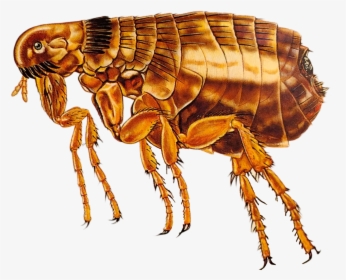 Download Flea Png Transparent Image - Symbiotic Relationship Between A Mouse And Flea, Png Download, Free Download