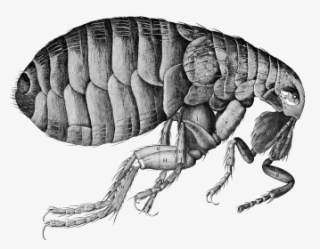 Flea Png Image - Robert Hooke, Transparent Png, Free Download