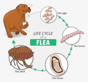 Cure All Pest Control Flea Cycle - Zophobas Morio, HD Png Download, Free Download