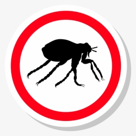 Download Flea Background Png - Pest Control, Transparent Png, Free Download