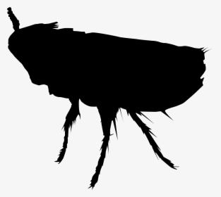 Perth Insect Rat Cockroach Pest - Flea Png Silhouette, Transparent Png, Free Download