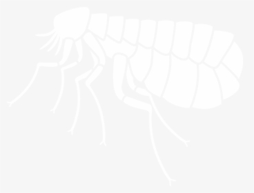 Flea - Insect, HD Png Download, Free Download
