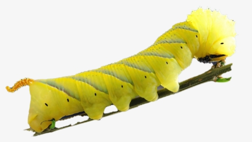 Caterpillar Png Images Hd - Caterpillar, Transparent Png, Free Download