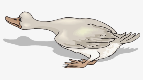 Scared Duck Clipart, HD Png Download, Free Download