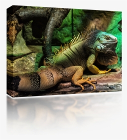 South American Iguanas, HD Png Download, Free Download