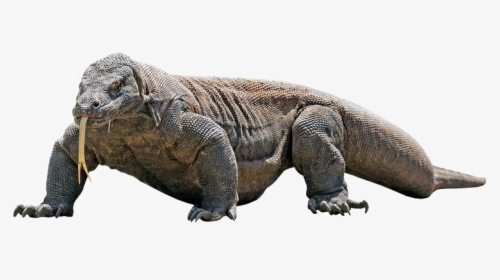 Komodo Dragon Png Transparent Image - Komodo Dragon Transparent Background, Png Download, Free Download